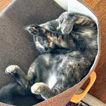 Thumbnail photo of Mookie #3