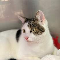 Thumbnail photo of Sir Surly #3