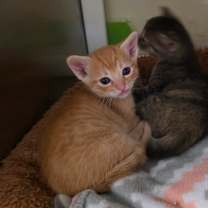 Thumbnail photo of Azrael "Orange" #1