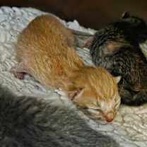 Thumbnail photo of Azrael "Orange" #2