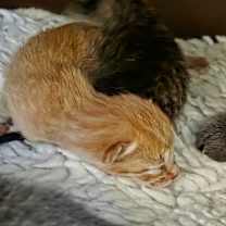 Thumbnail photo of Azrael "Orange" #3