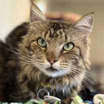 Thumbnail photo of Sten #1