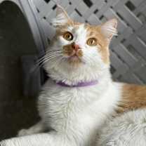 Thumbnail photo of Daredevil #1