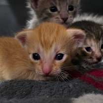 Thumbnail photo of Azrael "Orange" #4