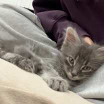 Thumbnail photo of Rocko #3