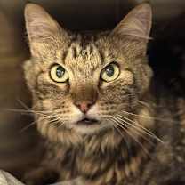 Thumbnail photo of Sten #2