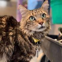 Thumbnail photo of Sten #3