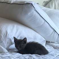 Thumbnail photo of Pebble #4