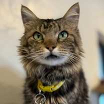 Thumbnail photo of Sten #4