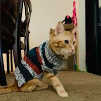 Thumbnail photo of Mylo #4