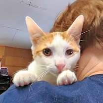 Thumbnail photo of Cheddar #1