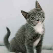 Thumbnail photo of Pinenut #1