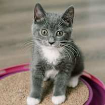 Thumbnail photo of Pinenut #2