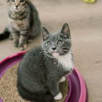 Thumbnail photo of Pinenut #3