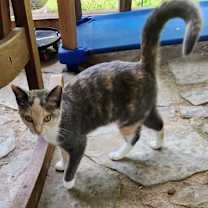 Thumbnail photo of Dusty #2