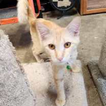 Thumbnail photo of Jameson #1