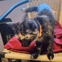 Thumbnail photo of Addison Lou #2