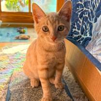 Thumbnail photo of Colt #1