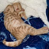 Thumbnail photo of Colt #2