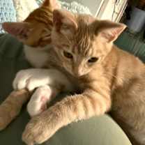 Thumbnail photo of Colt #3