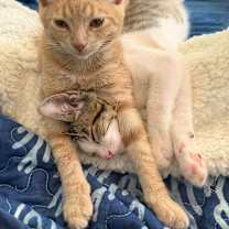 Thumbnail photo of Colt #4