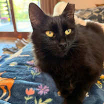 Thumbnail photo of Juniper the cat #3