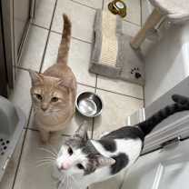 Thumbnail photo of Carmelo #2