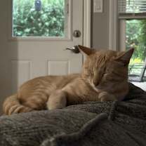 Thumbnail photo of Carmelo #4