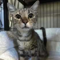 Thumbnail photo of Cassandra #4