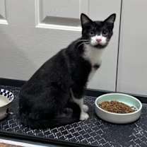 Thumbnail photo of Mica #3