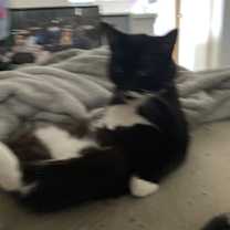 Thumbnail photo of Chip #1