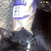 Thumbnail photo of Chip #2