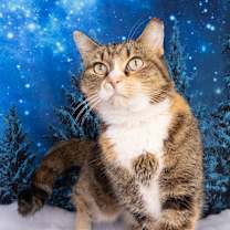 Thumbnail photo of Portofino #1