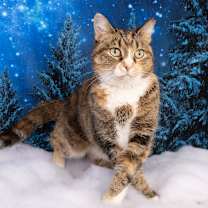 Thumbnail photo of Portofino #2