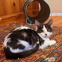 Thumbnail photo of Q-tip #1