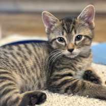 Thumbnail photo of Frasier #1