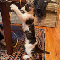 Thumbnail photo of Q-tip #3