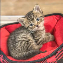 Thumbnail photo of Frasier #3