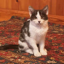 Thumbnail photo of Q-tip #4