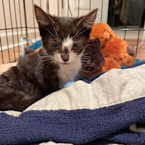 Thumbnail photo of Cooper #1