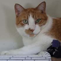 Thumbnail photo of Roary #1