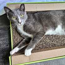 Thumbnail photo of Caspar #2