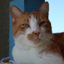 Thumbnail photo of Roary #3