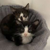 Thumbnail photo of Cooper #3