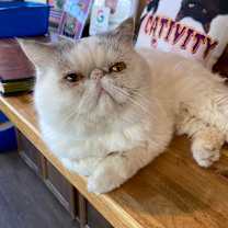 Thumbnail photo of Rocky Balboa #3