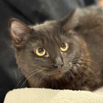 Thumbnail photo of Damaris #4