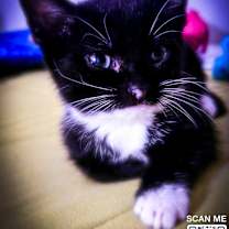 Thumbnail photo of Sue #1