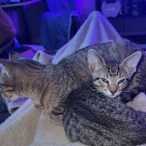 Thumbnail photo of Milo #1