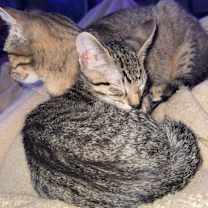 Thumbnail photo of Milo #2