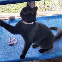 Thumbnail photo of Stuart Little #2